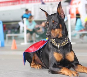 Wonderdog Ricochet has a superhero-sized heart strong enough to break down barriers with youth in detention.