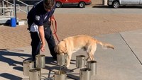 Phoenix FD adds 65-pound arson dog
