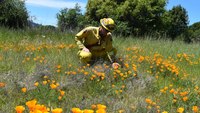 Photo of the Week: Calif. firefighters rescue flowers from invasive tree species on Earth Day