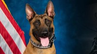 Colo. sheriff's office mourns death of K-9 killed in shootout