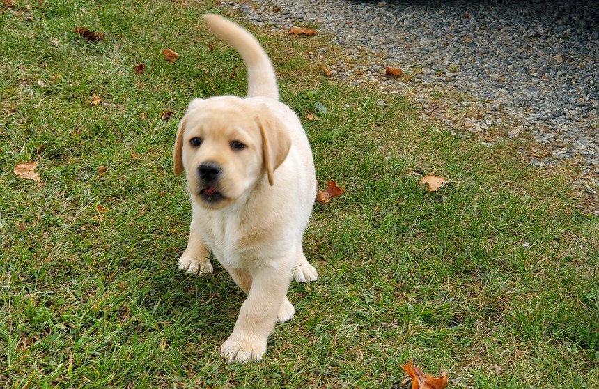 Emmit was named after Emmitsburg, home of The Off House Pub.
