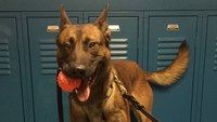 Ind. K-9 officer recovering after being stabbed by burglary suspect