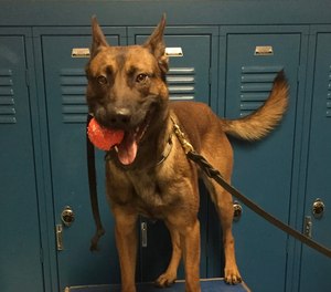 The police department says that K-9 Ringo has undergone surgery.