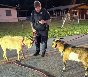 One person offered to post bond for them, while others tried to imagine the 911 call.