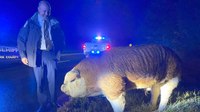 'Road hog': Police pursuit of big pig along S.C. road goes viral