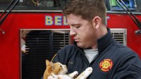 S.C. FFs, firehouse cat featured in documentary