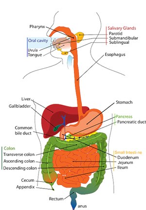 Due to the large number of structures involved, numerous medical conditions can arise from the GI system.