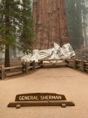 Fire officials sounded the alarm Thursday that the blaze — made up of the Paradise and Complex fires — could reach the grove that included the 275-foot General Sherman Tree.