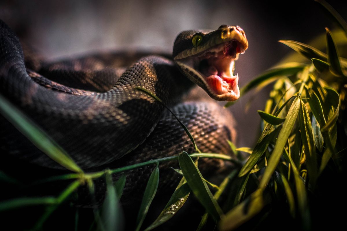 EMS Management Of Snakebites: Dos And Don’ts