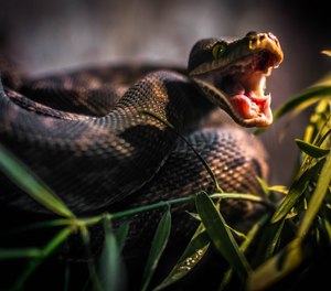 In the United States, there are approximately 45,000 snakebites, of which approximately 7000-9000 are from venomous snakes.