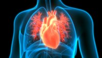 Quiz: Unique attributes of the heart