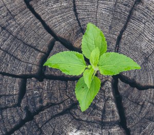 Although some people are naturally more positive than others, optimism can be learned. And learning to be more optimistic will not only enhance mental and physical health but can also lead to more effectiveness and purpose on the job, and in life in general.