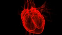 Heart matters: What providers need to know about congestive heart failure