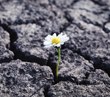 6 essential ingredients for resilience