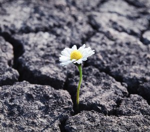 Resiliency is about thriving despite adversity.