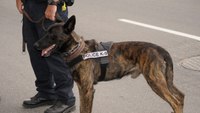New Calif. bill would ban use of police K-9s for arrests, crowd control