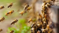 CPR saves Calif. man attacked by bee swarm
