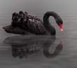 ‘Black swans’: Fire service leaders should work to speed the extinction of such events