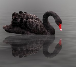 When disruptive events occur with little or no warning, they are often called “Black Swan events.” More specifically, black swan events have a major impact on society and presumably could not have been predicted.