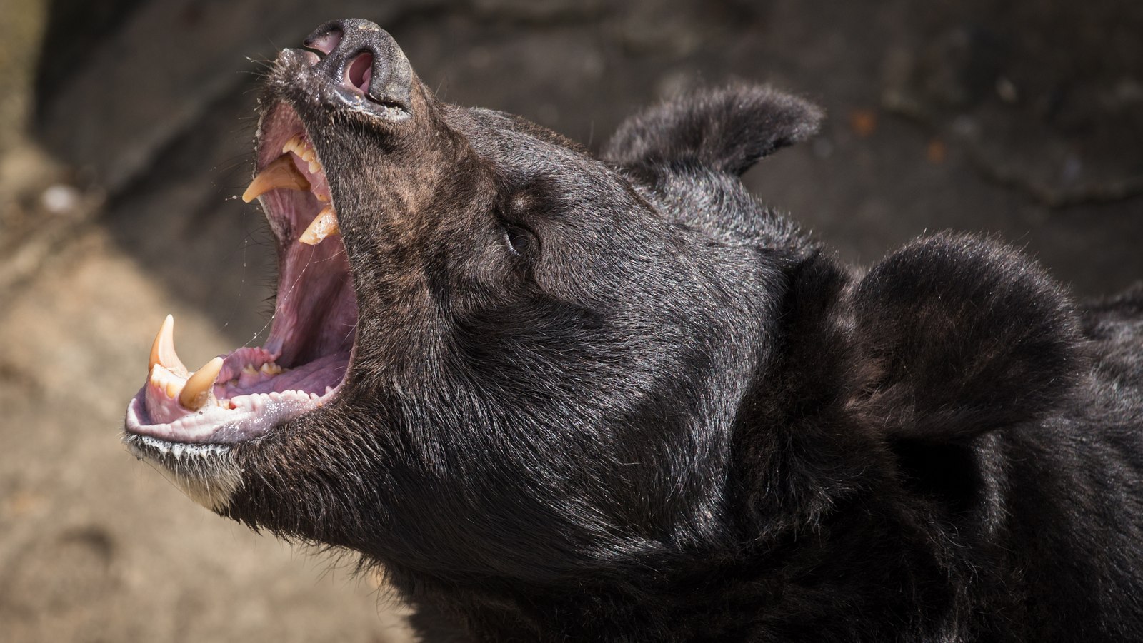 Cocaine bear: EMS tips for treating animal attacks