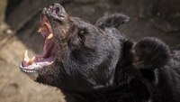 ‘Cocaine bear’: When animals attack
