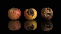 Why rotten apples are dangerous in corrections