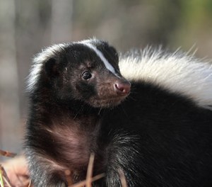 AKA the rescue of Pepe Le Pew Jr.