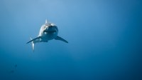 Researchers say shark antibodies can prevent the virus that causes COVID-19
