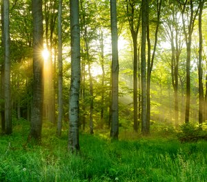 It’s important to consider how firefighters can put their shift experiences into perspective by seeing the forest despite the trees.