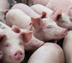 The Physician’s Committee for Responsible Medicine said UW uses live pigs to teach paramedics about the surgical airway, which its members claim is unnecessary, KOMO News reported.