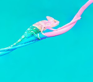 Be the chameleon your people expect and have faith in their ability to support you, even when faced with challenging situations.