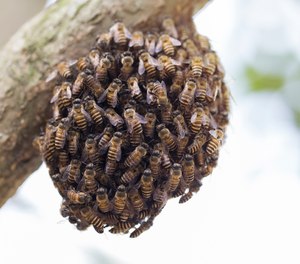 First responders tried to reach three people, but were also overrun by bees, Fountain Valley Fire Division Chief Bill McQuaid said. A second team was summoned to spray firefighting foam to repel the swarming insects while people in nearby businesses were told to take shelter indoors.
