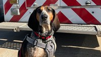 Meet Gladys, Mobile Medical Response’s therapy station dog