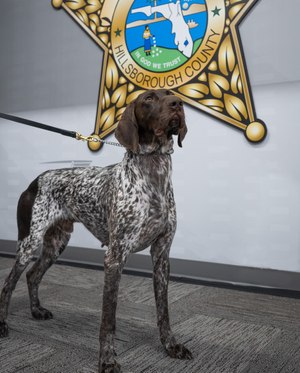 Two K-9s are dedicated to drug detection in the county's jails and courthouse.