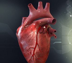 The autonomic nervous system controls activities like heart rate or digestive tract. (Courtesy/https://808novape.org)