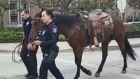 DUI suspect on horse leads Calif. police on pursuit