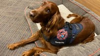 Therapy dogs: The next step in enhancing firefighter wellness programs