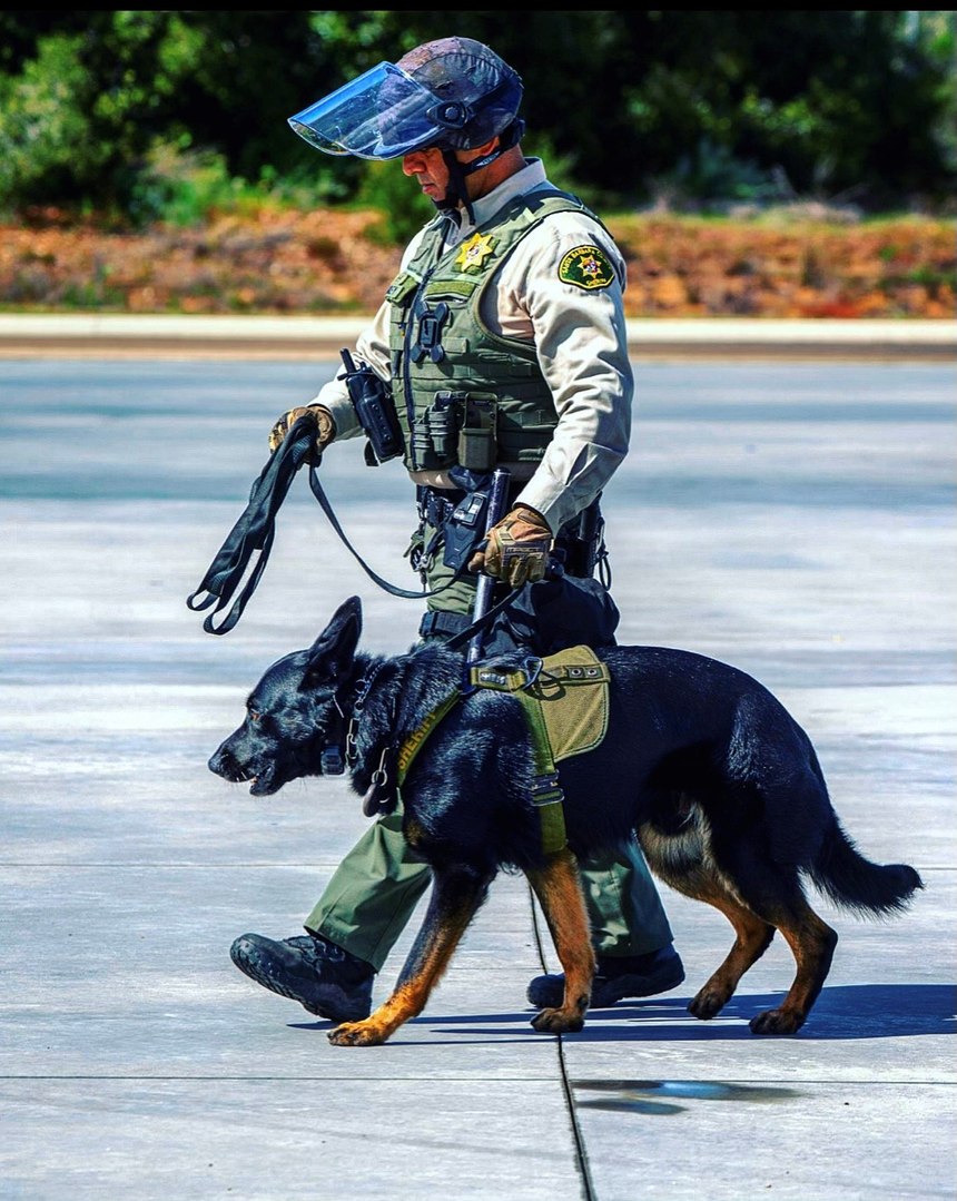 K-9 handlers, as with all LEOs, carry a lot of stuff. Having a tactical rollup dump pouch attached to your Sam Browne belt is essential.