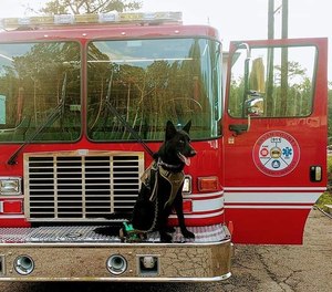 Jasper is a 1-year-old ( approximately as he was a rescue) German Shepherd who will be trained for live air scent tracking. (Photo/ Bryan County Emergency Services)