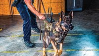 'Nero's Bill' to protect Mass. K-9s moves closer to becoming law