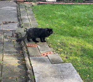 Mickey and four other feral cats have been