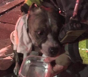 During a search of the home, firefighters found a small mutt in a middle room on the second floor. The dog was unresponsive when they carried it from the home. (Photo/Baltimore City Fire Department)