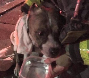 During a search of the home, firefighters found a small mutt in a middle room on the second floor. The dog was unresponsive when they carried it from the home.