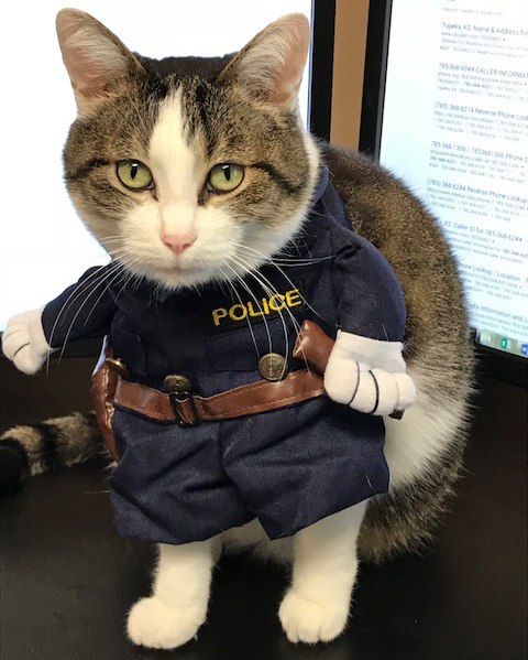 Premium AI Image  A cat with a police uniform on