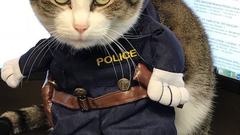 P1 Photo of the Week: Feline officer