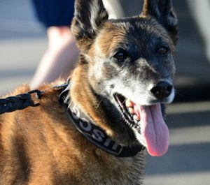 The bill would allow paramedics to treat K-9s injured in the line of duty on scene and transport them to the veterinary hospital by ambulance. (Photo/USCG)