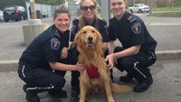 Therapy dog makes paramedics smile