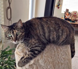This photo provided by Susana Alvarez shows her cat named Mia. Rescue teams combed through closets, looked under beds and even used drones with thermal imaging as they looked for pets that might have been left in the ruins of Champlain Towers South in Surfside, Fla., before a decision was made to demolish the still-standing section of the building, officials said Monday, July 5, 2021. One of the survivors, Susana Alvarez, is devastated about her beloved 4-year-old cat, Mia, who was left behind on the 10th floor. On Sunday, she tried desperately to get in touch with rescuers to determine whether her cat had been found.