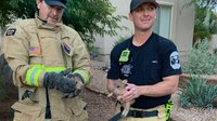 Photo of the Week: Ariz. firefighters rescue javelina from storm drain