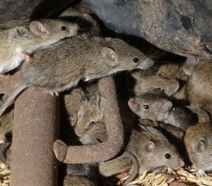 Millions of mice have caused havoc in the grain-growing region of Australia’s most populous state for months.